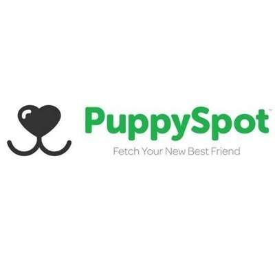 puppyspot reviews|puppyspot better business bureau.